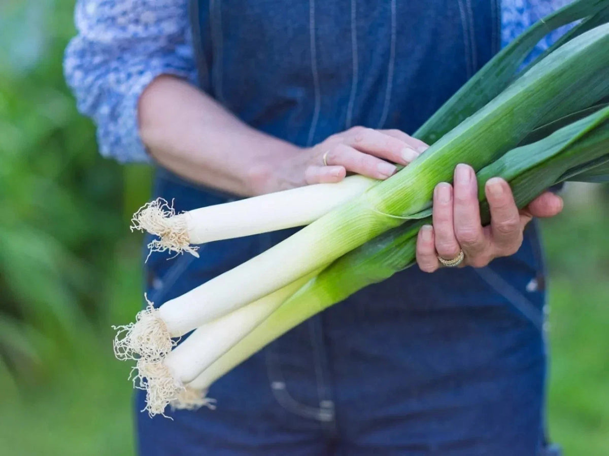 Large Leek Onion Seeds - 250 Count - American Flag Heirloom, Organic, Non-GMO - Allium ampeloprasum