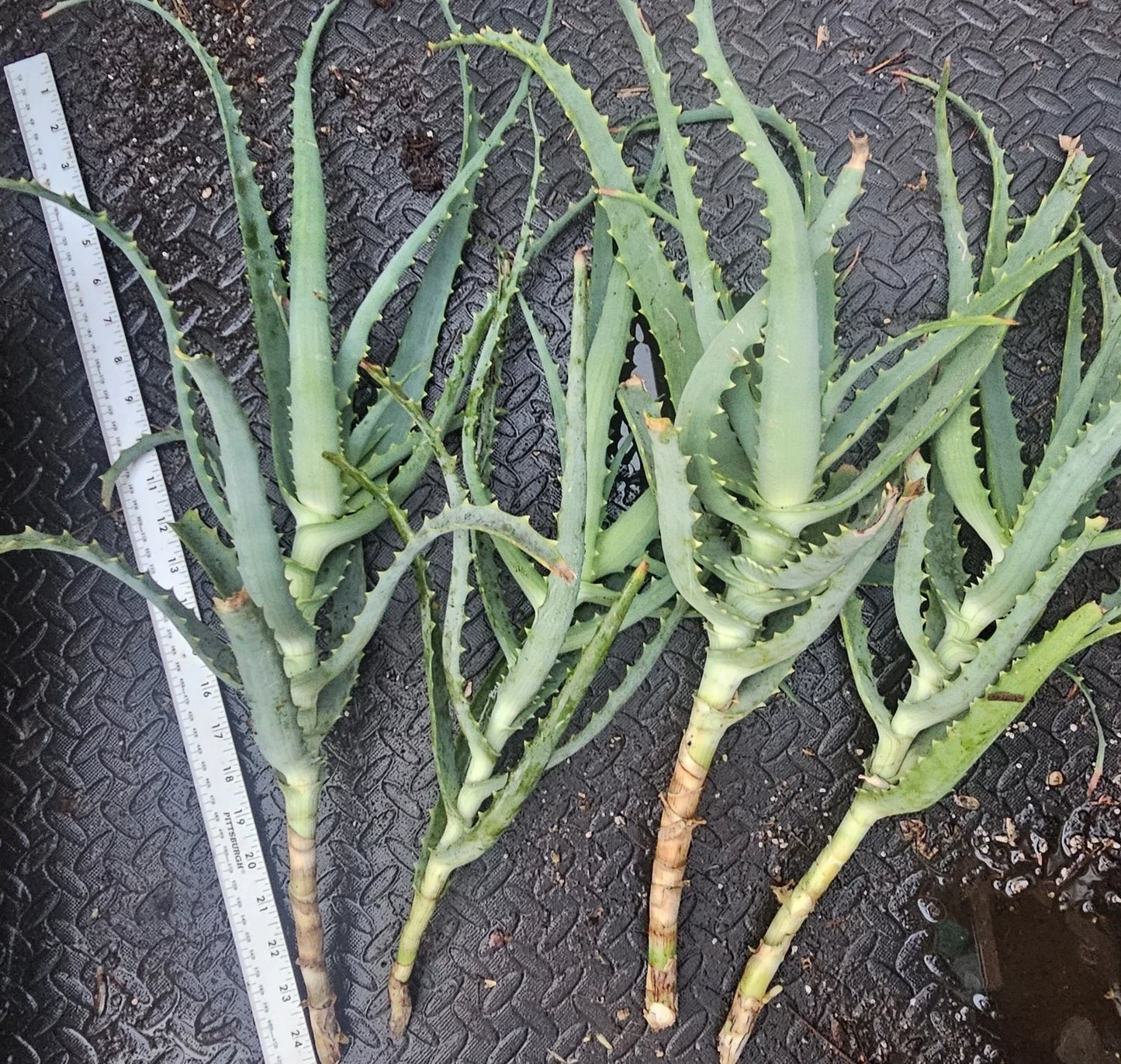 Aloe Arborescens Cuttings - 4 Healthy Aloe Vera Plant Cuttings for Propagation - Succulent Gardening Supplies - Aloe Vera
