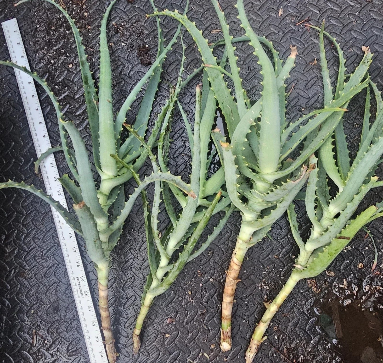 Aloe Arborescens Cuttings - 4 Healthy Aloe Vera Plant Cuttings for Propagation - Succulent Gardening Supplies - Aloe Vera