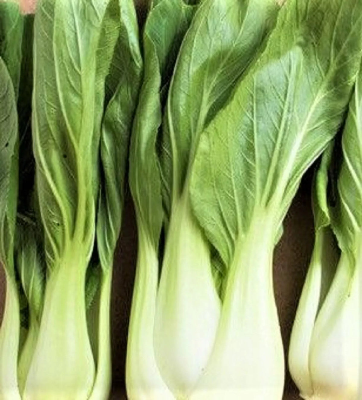 Bok Choy Seeds 200+ Seeds White Stem Variety Brassica rapa subsp. chinensis - Non-GMO, Ideal for Home Gardening