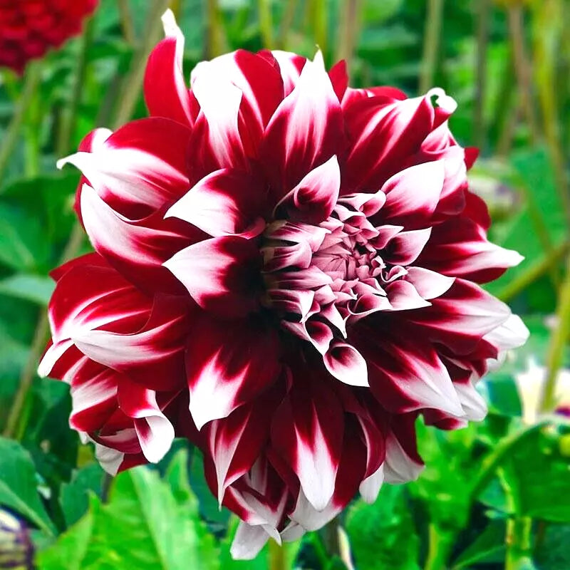 Dahlia Tuber #1 Clump Red White Large Blooms 'Duet' Dahlia decorative 'Duet' Flower Plant Bulb for Garden Borders