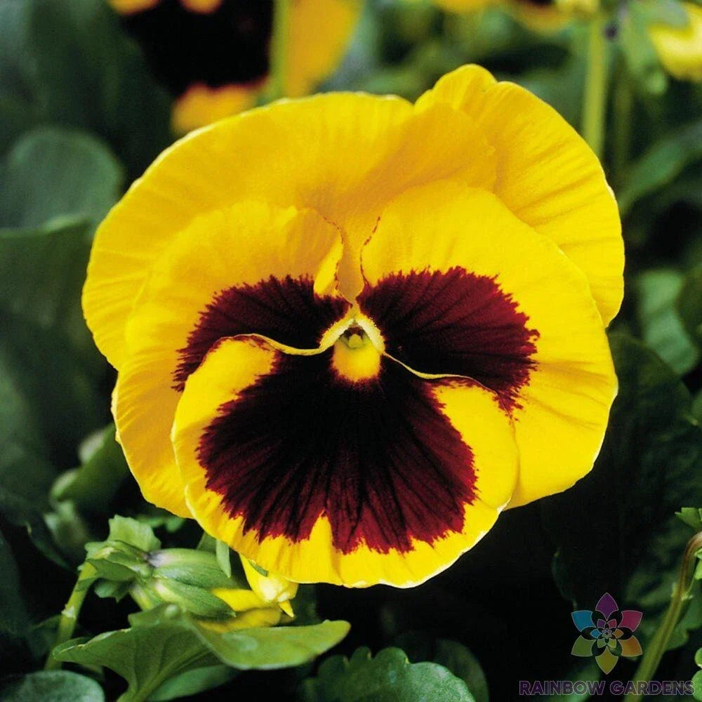 Majestic Giants Yellow Blotch Pansy Seeds - 200+ Count - Viola tricolor - Premium Flower Seeds for Garden or Pots