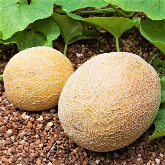 Honey Rock Cantaloupe Seeds - 50+ Count - Orange Variety - Cucumis Melo - Ideal for Home Gardening and Small Farms