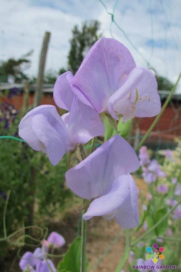 50+ Lady Grisel Hamilton Sweet Pea Seeds - Heirloom Lathyrus odoratus - Non-GMO Flower Seeds for Garden - USA Grown
