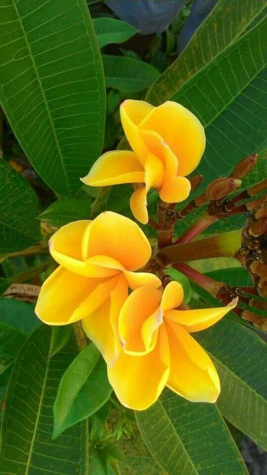 Bright Yellow Plumeria Seeds - 5 Perennial Flower Seeds - Frangipani (Plumeria spp.) - Tropical Garden Plant