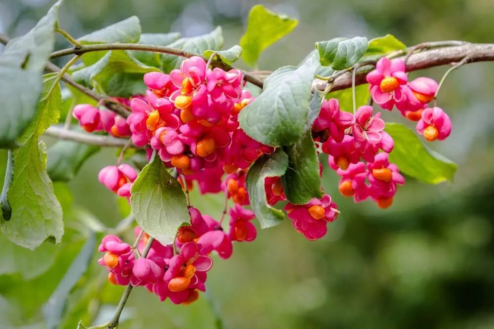 Spindle Tree Seeds - 10 Pack - Euonymus latifolius - Hardy Shrub Seeds for Garden or Landscape