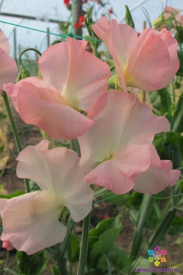 Sweet Pea Seeds - 50+ Gilly Norah Variety - Lathyrus odoratus - Vibrant Pink & Purple Blooms for Garden Planting