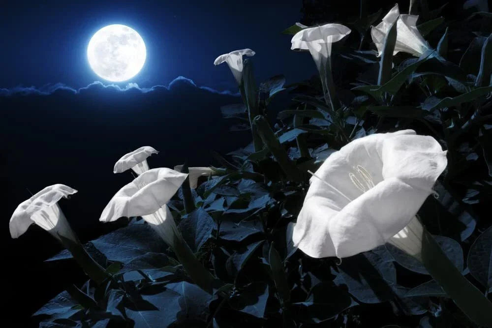 Midnight White Flower Seeds 25 Count - Night-Blooming Evening Primrose (Oenothera) - Reflective White Blooms