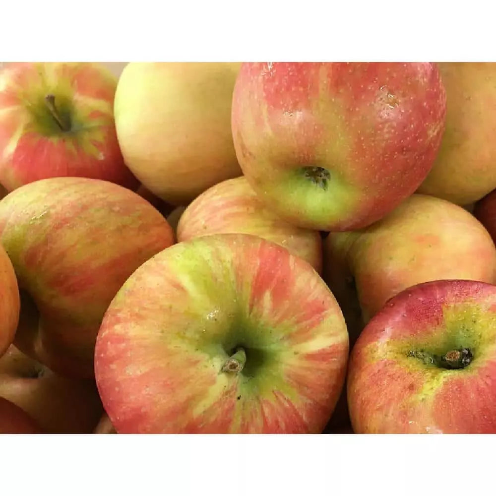 Dwarf Honeycrisp Apple Tree Bare Root Organic Malus domestica Sweet Flavor Compact Variety for Small Spaces