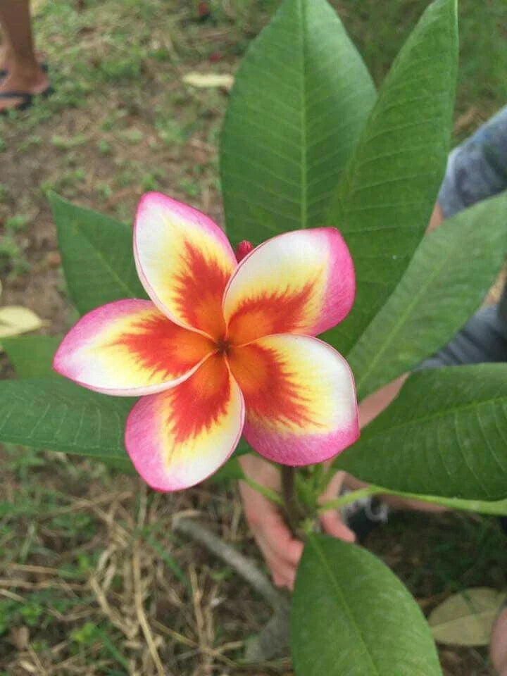 Plumeria Seeds 5 Pack - Orange Yellow Pink Flowers - Frangipani (Plumeria spp) - Perennial Plant Seeds - US Seller