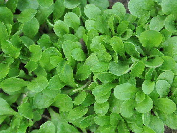 Corn Salad Seeds - 750+ Heirloom Dutch Seeds - Valerianella locusta - Nutritious Annual Herb for Salad Gardens