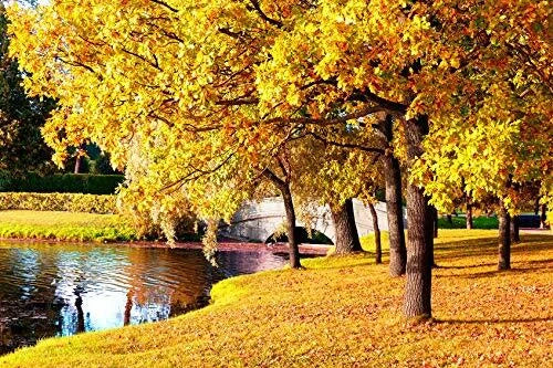 Sugar Maple Tree Seeds - 20+ Seeds - Vibrant Yellow Fall Leaves - Acer saccharum - Hardy Deciduous Tree for Planting