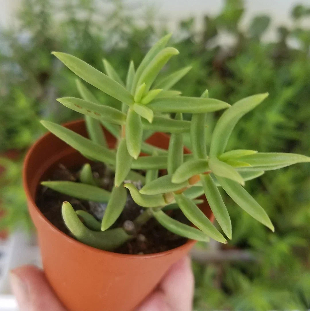 Miniature Pine Tree 2" Pot - Crassula Tetragona - Live Succulent Plant - Indoor Low Maintenance Decor
