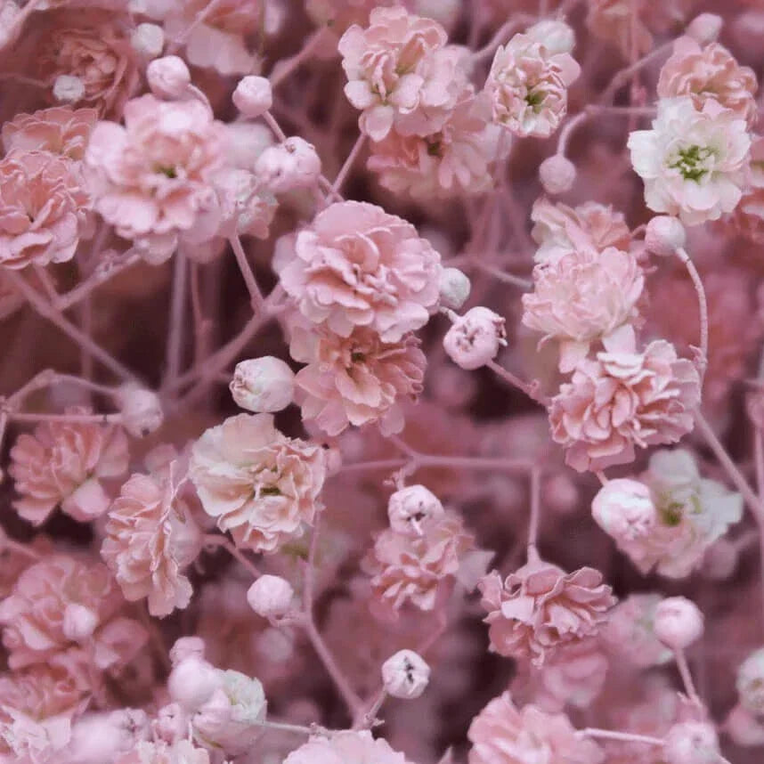 Pink Baby's Breath Seeds | Bulk Pack | Non-GMO Gypsophila elegans | Charming Pink Flowers for Garden & Bouquets