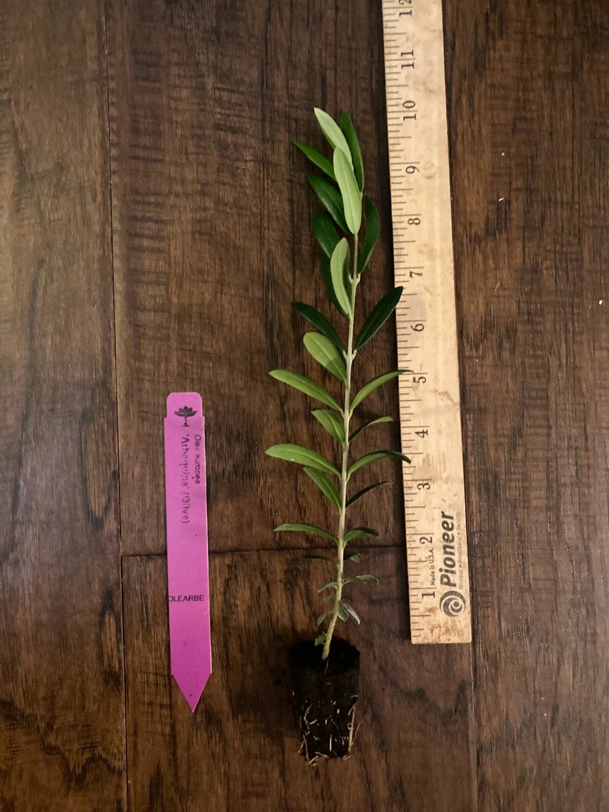 Arbequina Olive Tree Plug - 4-8 inches - Edible Olive Plant (Olea europaea) - Live TC Plant for Home Garden