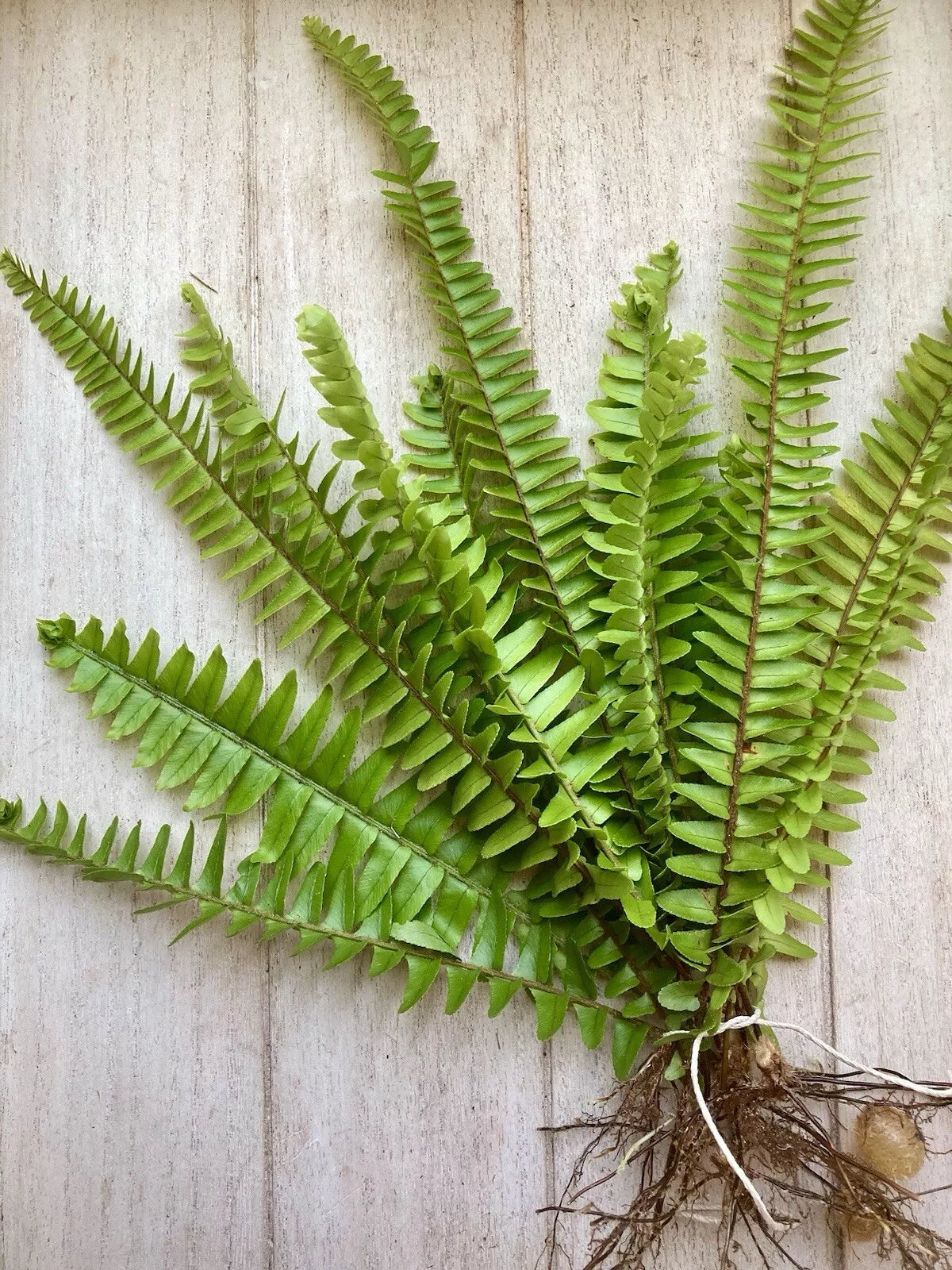 Rooted Fern Plants - 25 Varieties - Lush Green Foliage - Nephrolepis exaltata - Indoor/Outdoor - Easy Care