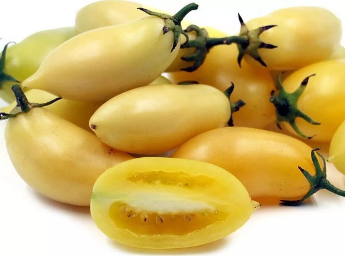 Cream Sausage Tomato Seeds - 10+ Heirloom Organic Non-GMO - Solanum lycopersicum - Rare Variety for Home Gardening
