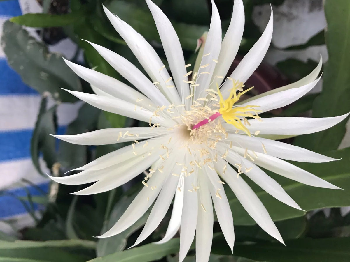 Epiphyllum Cutting 8" Unrooted Hookeri Strictum Orchid Cactus Plant - Exotic Succulent with Vibrant Flowers