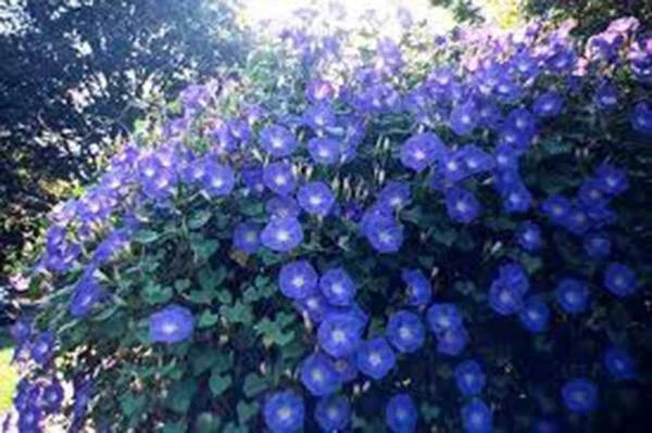 Morning Glory Seeds - 100 Count - Heavenly Blue - Ipomoea tricolor - Vibrant Blooms for Garden, Trellises, and Ground Cover