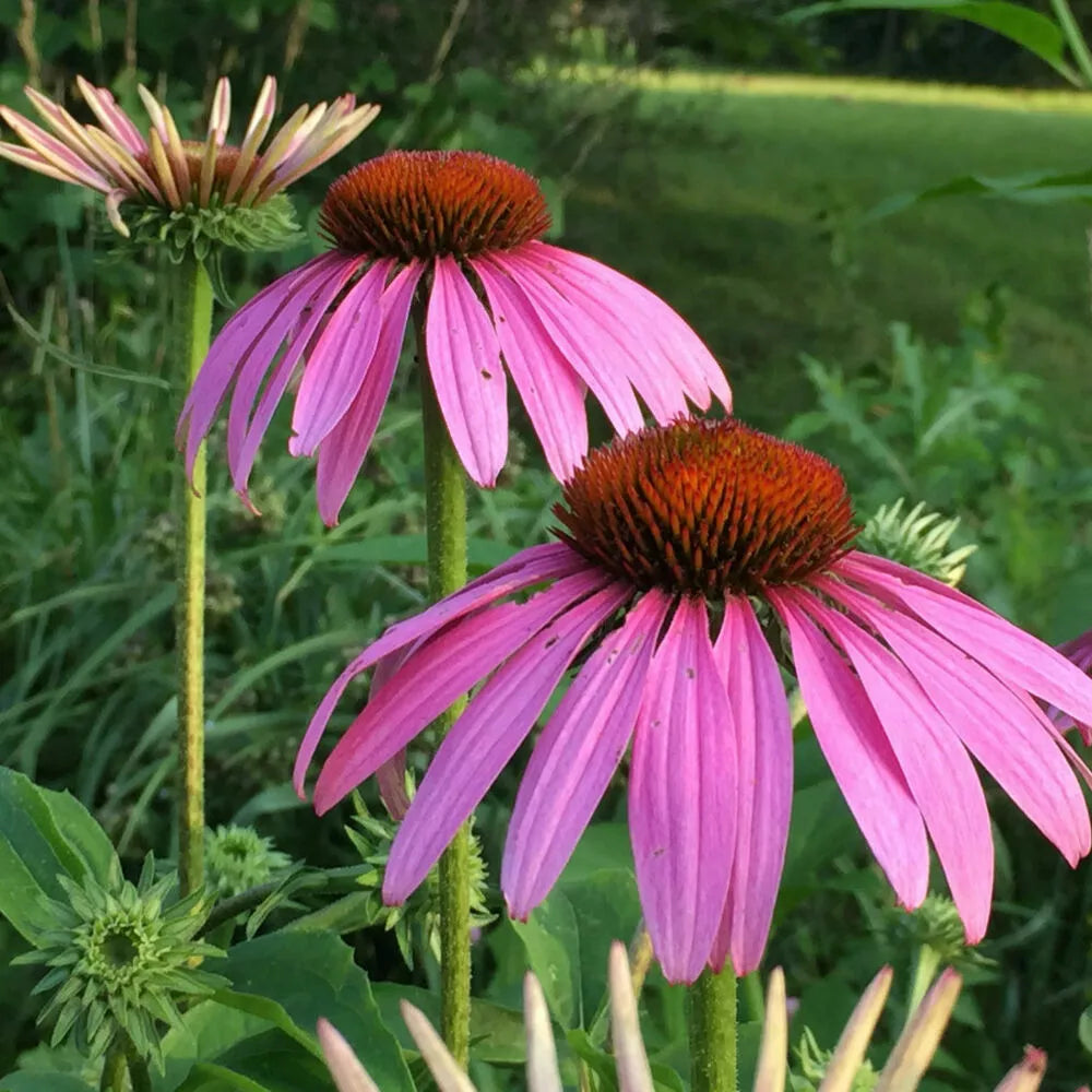 Echinacea Magnus Coneflower Seeds - Purple - Set of 20+ - Echinacea purpurea - Perennial Flower Seeds for Garden
