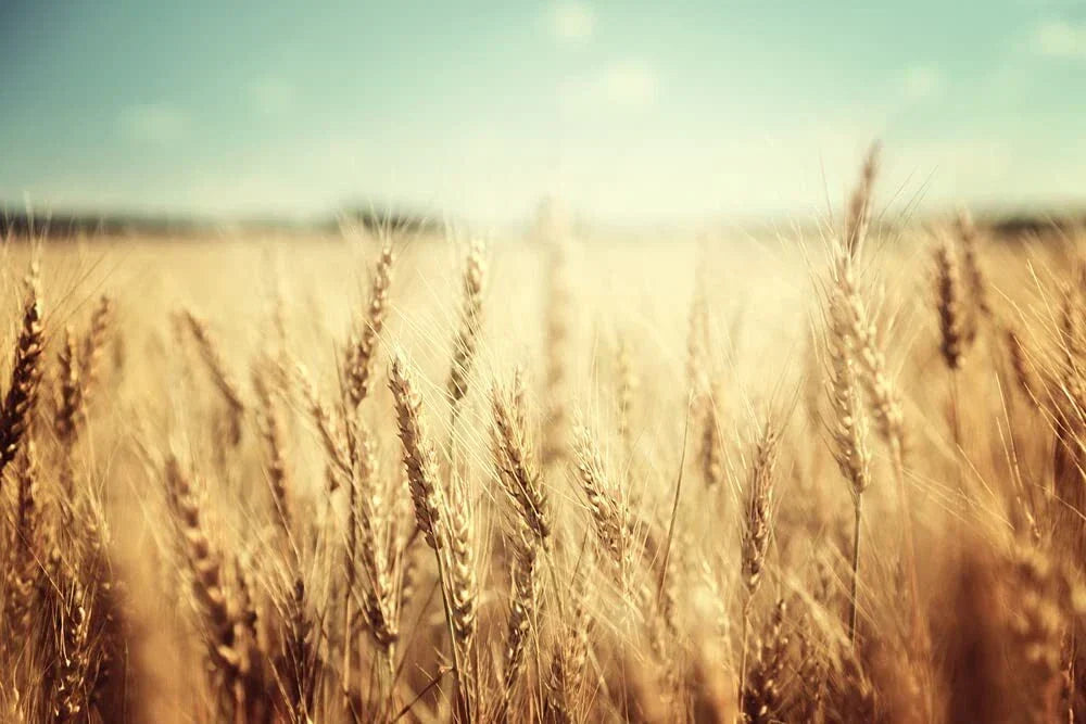 Wheat Cover Crop Seeds 2 Lbs Non-GMO Rye for Deer & Turkey - Winter Rye (Secale cereale)