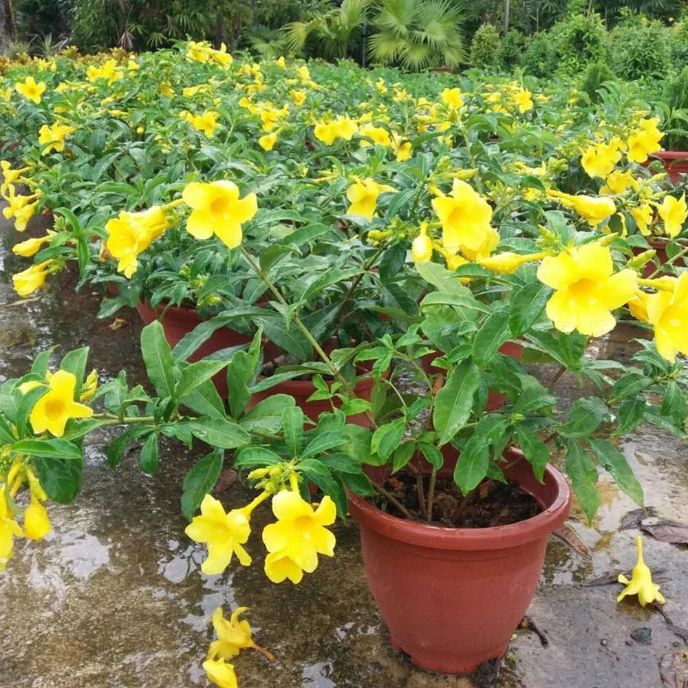 Yellow Allamanda Live Plants - 2 Plug Size Starter Plants - Allamanda cathartica - Bright Yellow Blooms for Garden & Patio