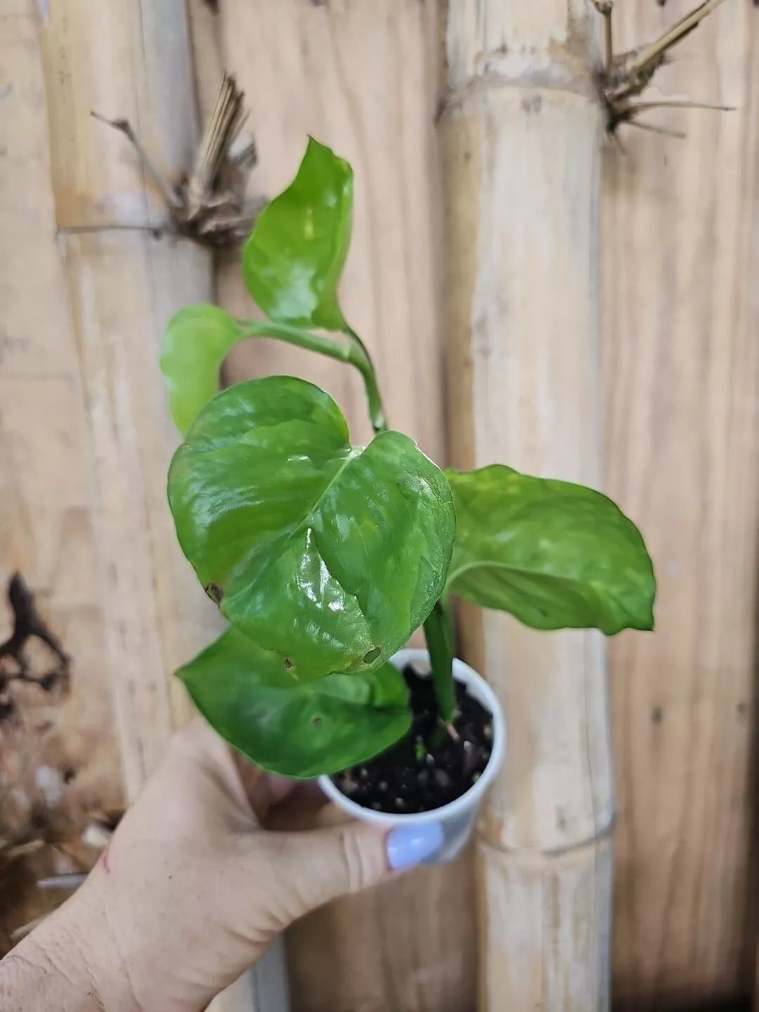 Rare Manjula Pothos Plant 2.5" Pot - Two Color Variegation, Epipremnum aureum 'Manjula', Indoor Houseplant