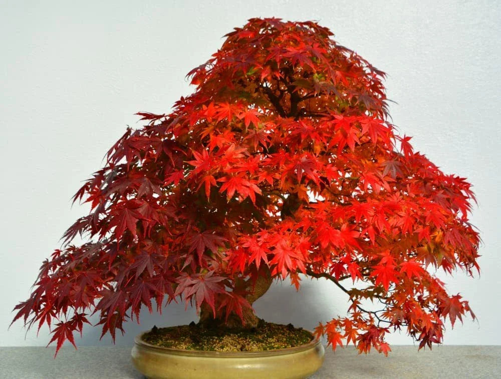 40 Red Maple Bonsai Tree Seeds - Acer rubrum - Non-GMO, USA Made, Ships from Iowa