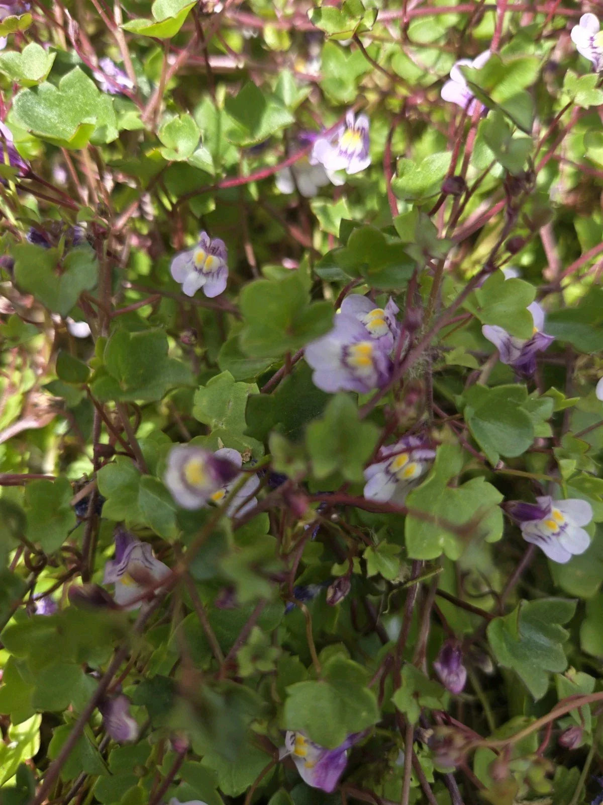 Live Kenilworth Ivy Root Cuttings - Groundcover Perennial - Cymbalaria Muralis - Low Maintenance, Drought-Tolerant Plant