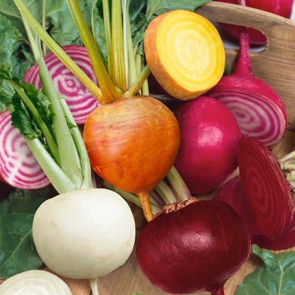 Rainbow Mix Beet Seeds - 4 Varieties Detroit Dark Red, Golden, Chioggia, White - Beta vulgaris - Colorful Garden Seeds