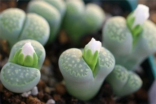 Lithops Seeds - 50 Rare Succulent Seeds, Colorful Living Stone, Lithops spp. - Exotic Rock Plant for Indoor/Outdoor Gardens
