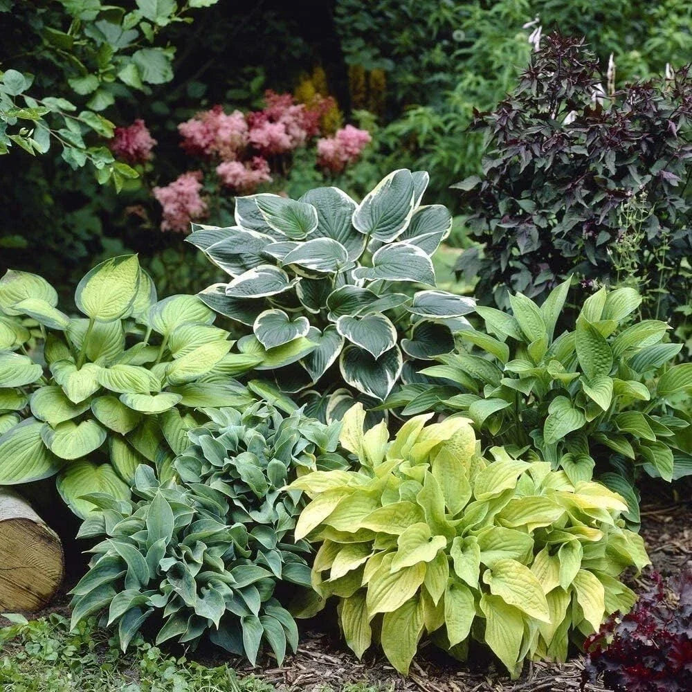 Mixed Color Hosta Plant Roots - 10 Count Growers Blend - Perennial Shade Plants for Garden (Hosta spp.)