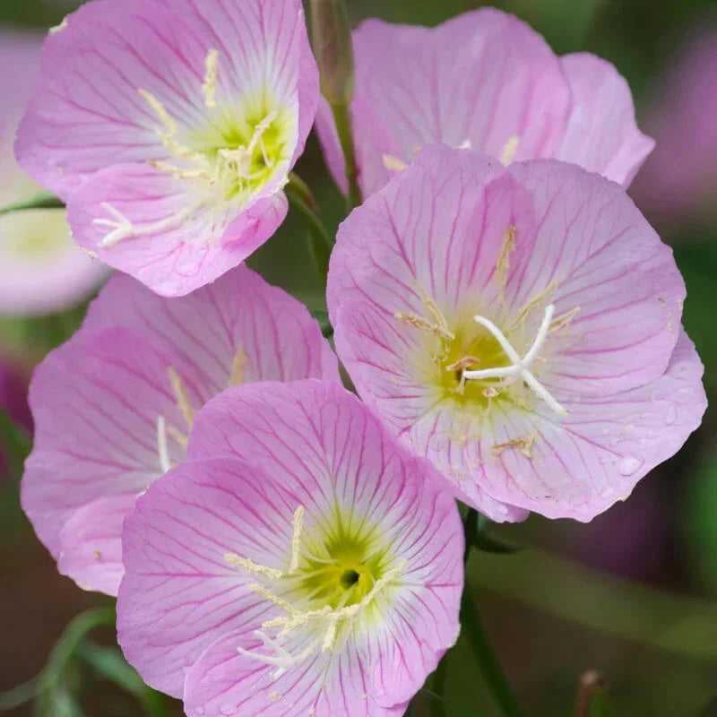 Showy Evening Primrose Seeds | 500-10,000 Non-GMO | Oenothera speciosa | Yellow Flowers for Garden & Landscaping