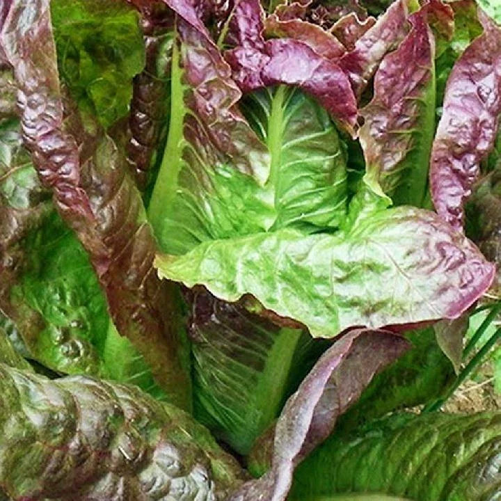 Red Romaine Lettuce Seeds - Caesar Salad Variety, NON-GMO, Lactuca sativa, Multiple Sizes Available, Easy Grow