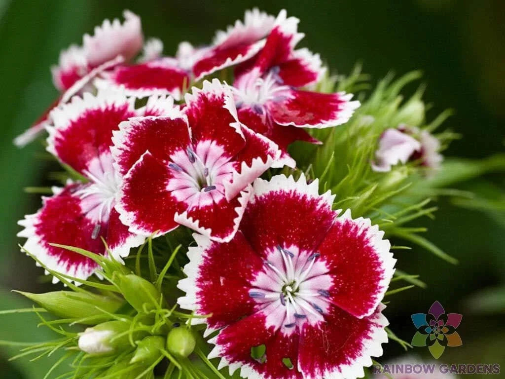 Red Chianti Carnation Seeds - 200+ Count - Dianthus caryophyllus - USA Grown for Garden Planting - Non-GMO, Fragrant Blooms