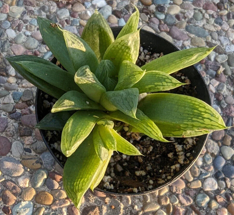 Haworthia Turgida Var. Longibracteata - 4" Potted Plant with Transparent Tips - Rare Succulent - Indoor Plant Decor
