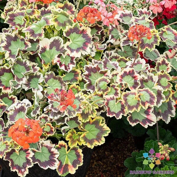 Mrs. Pollock Geranium Seeds - 25+ Colors - Pelargonium x hortorum - Perfect for Garden Planting
