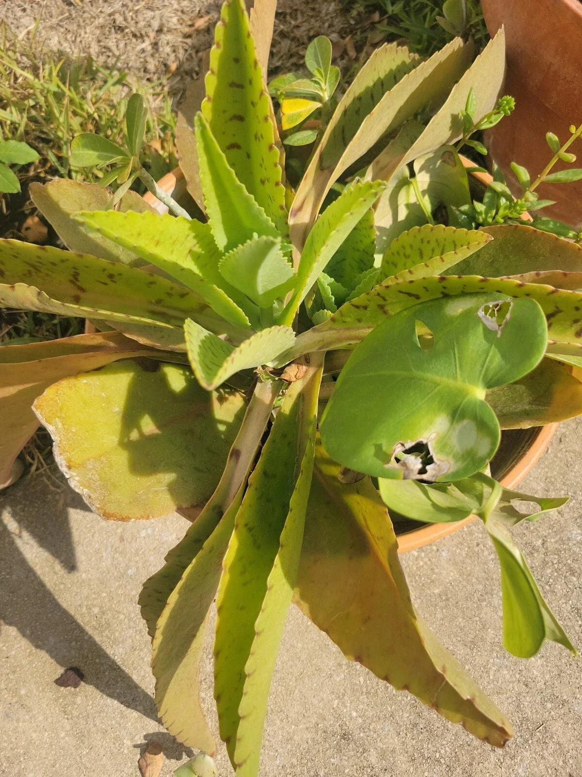 Kalanchoe Plant | Donkey Ears Succulent | Rare Orejas de Burro | Kalanchoe gastonis-bonnieri | Indoor/Outdoor Houseplant