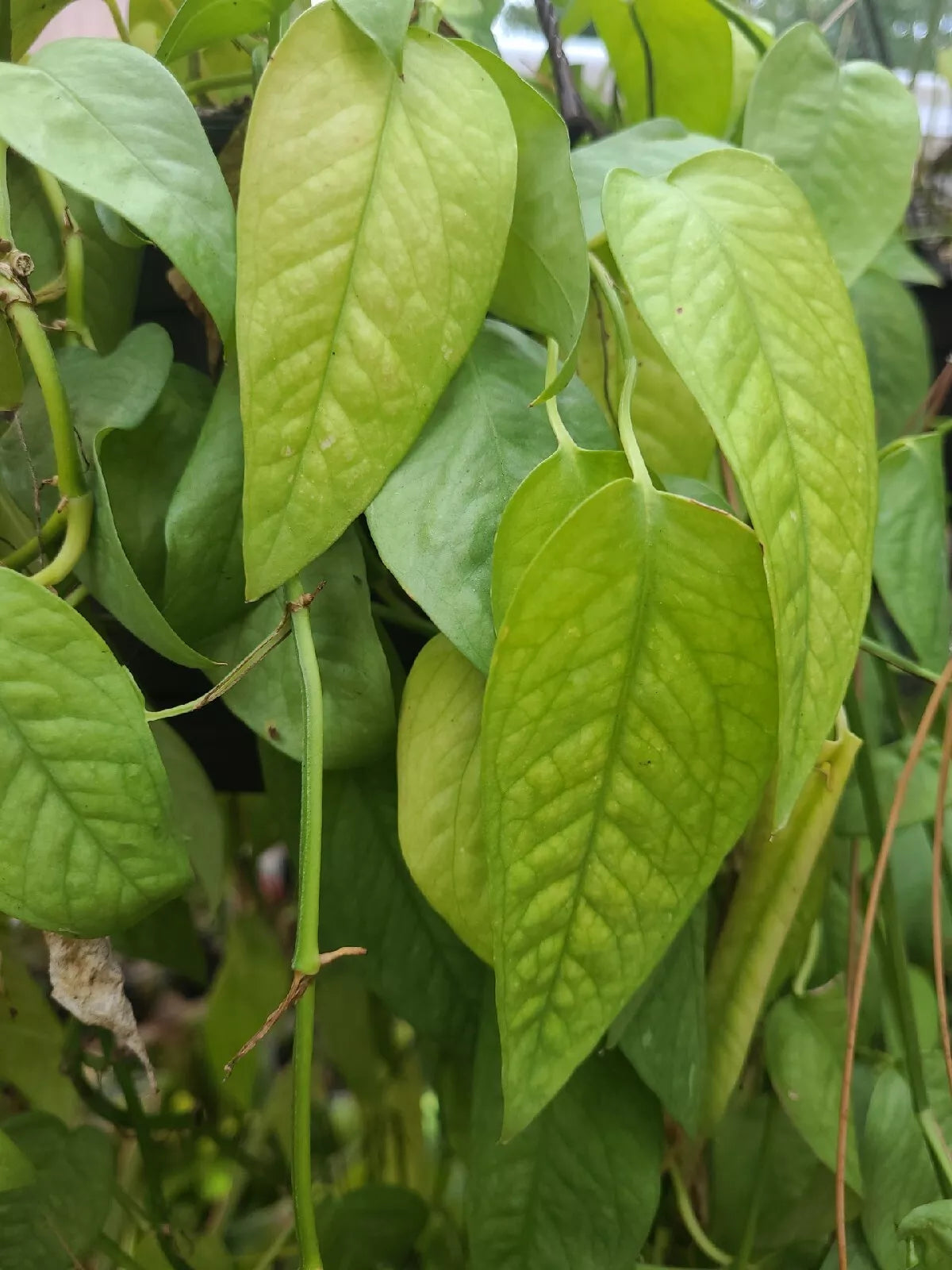 Cebu Blue Pothos Cutting 4 Nodes Unrooted - Epipremnum Pinnatum Houseplant - Silvery-Blue Foliage for Propagation