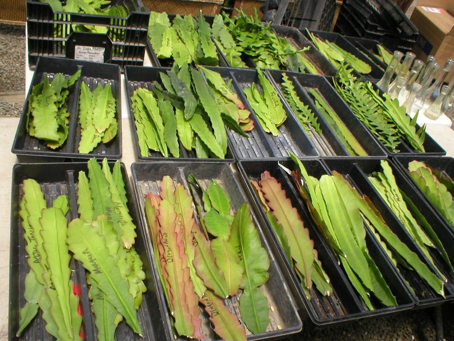 Epiphyllum Cuttings - Don's Cuttings - Aztec Treasure Orchid Cactus - Unique Succulent Variety - Epiphyllum spp.