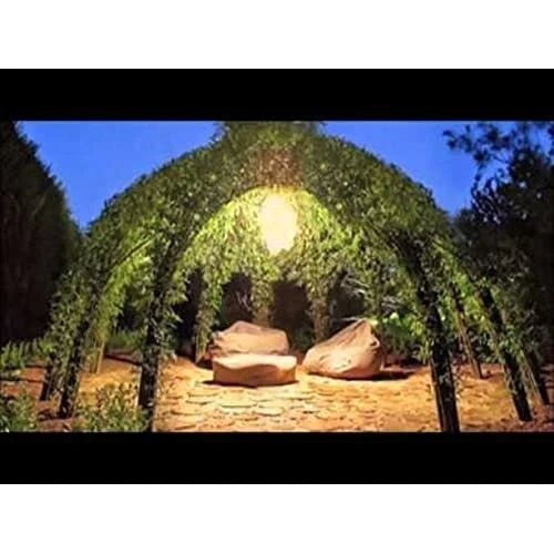 Willow Tree Kit - 10 Live Trees - Grow a Willow Structure - Salix spp. - Includes Planting Video Tutorial