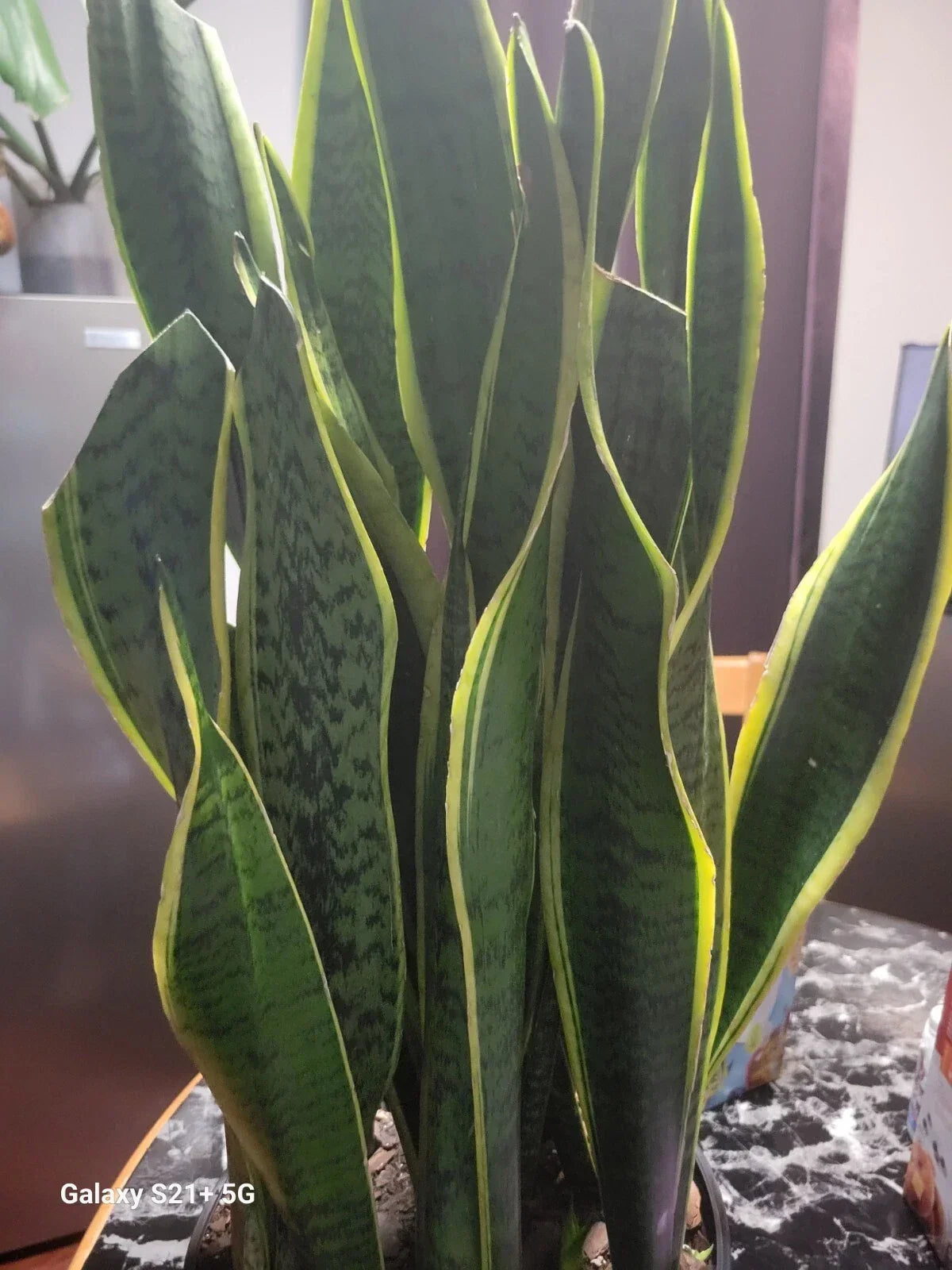 Variegated Snake Plant 6" Pot Sansevieria Laurentii Live Indoor Air Purifying Plant Low Maintenance Decor