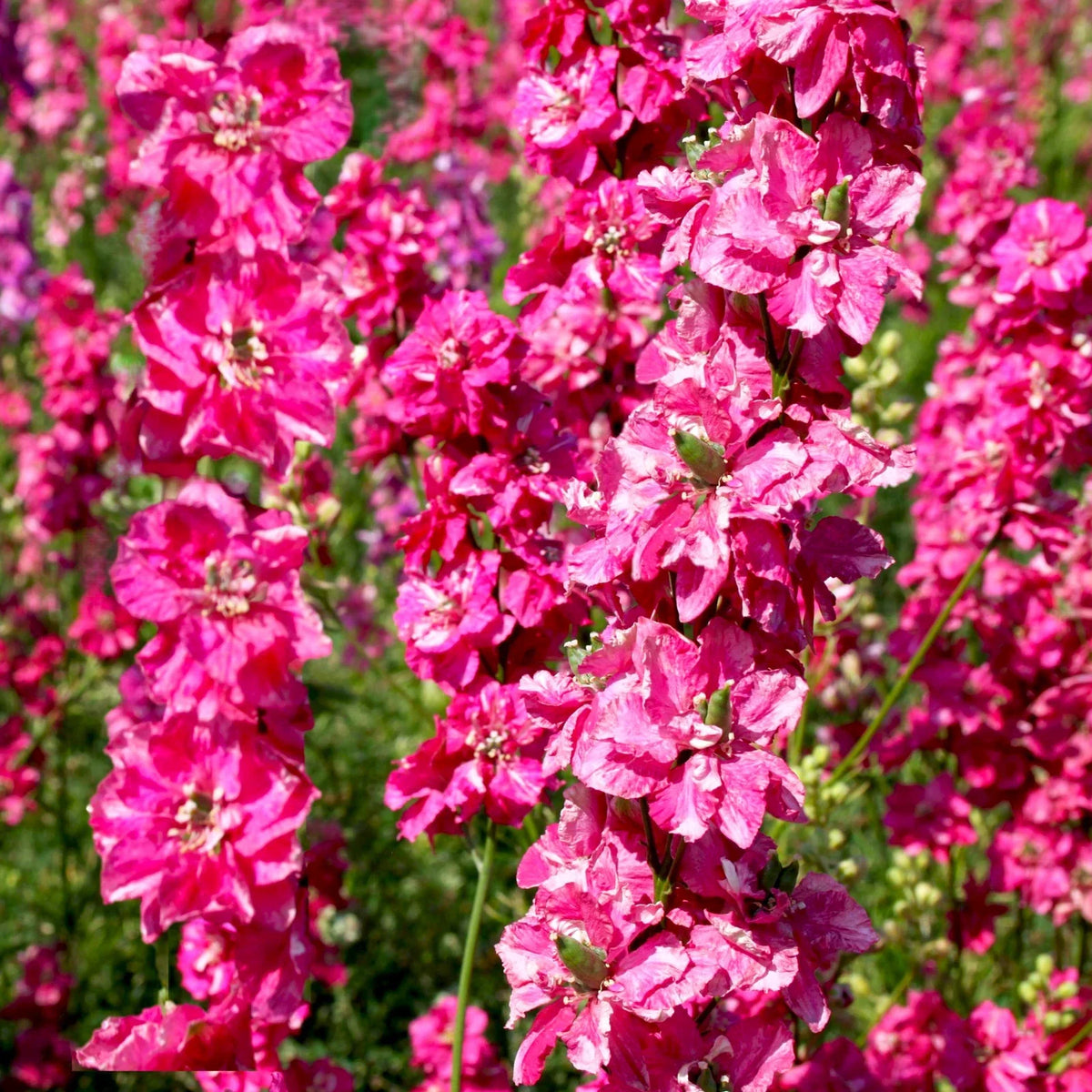 Carmine King Larkspur Seeds - Fuchsia Pink Magenta - Delphinium ajacis - Non-GMO - Annual Garden Flowers - 2025 Planting