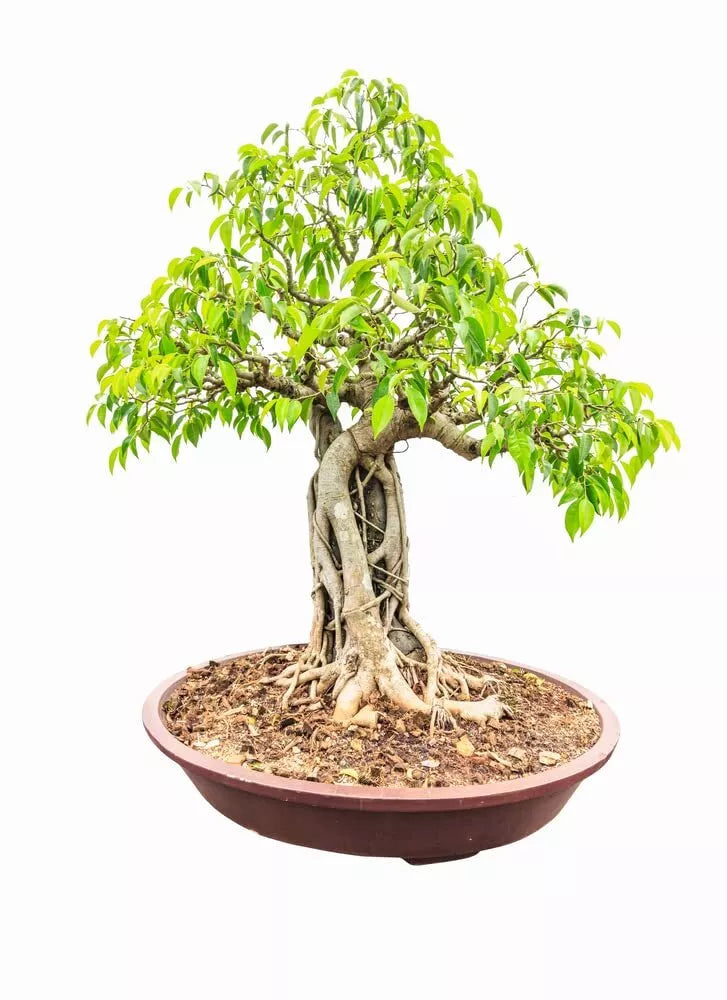 Weeping Fig Bonsai Tree Seeds - 25 Pack - Ficus benjamina - Indoor Plant with Tropical Foliage for Miniature Gardens