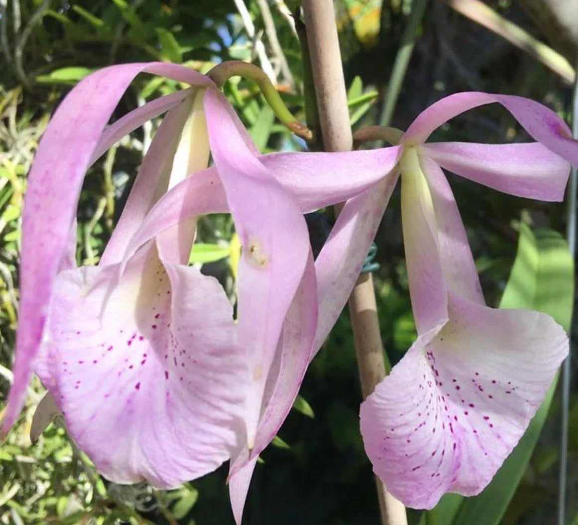 Bc. Jenosa Orchid Plant - Bare Root - Fragrant Hybrid - Brassocattleya Jenosa (B. nodosa x C. jenmanii) - Collector's Choice