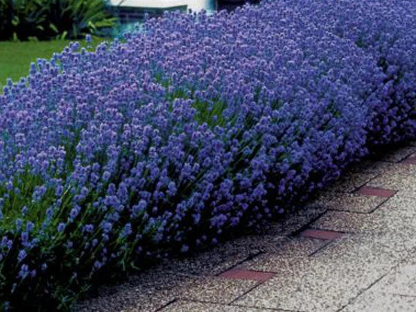 Lavender Seeds 50 Count - English Lavender for Fragrance & Dried Arrangements - Lavandula angustifolia