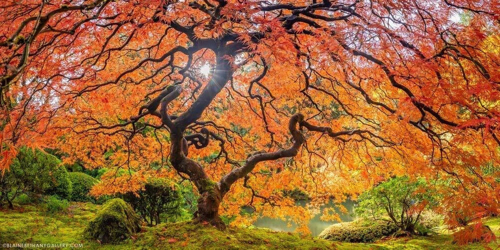 Sugar Maple Tree Seeds - 20+ Seeds - Acer saccharum - Vibrant Yellow Fall Leaves - Easy to Grow for Gardens