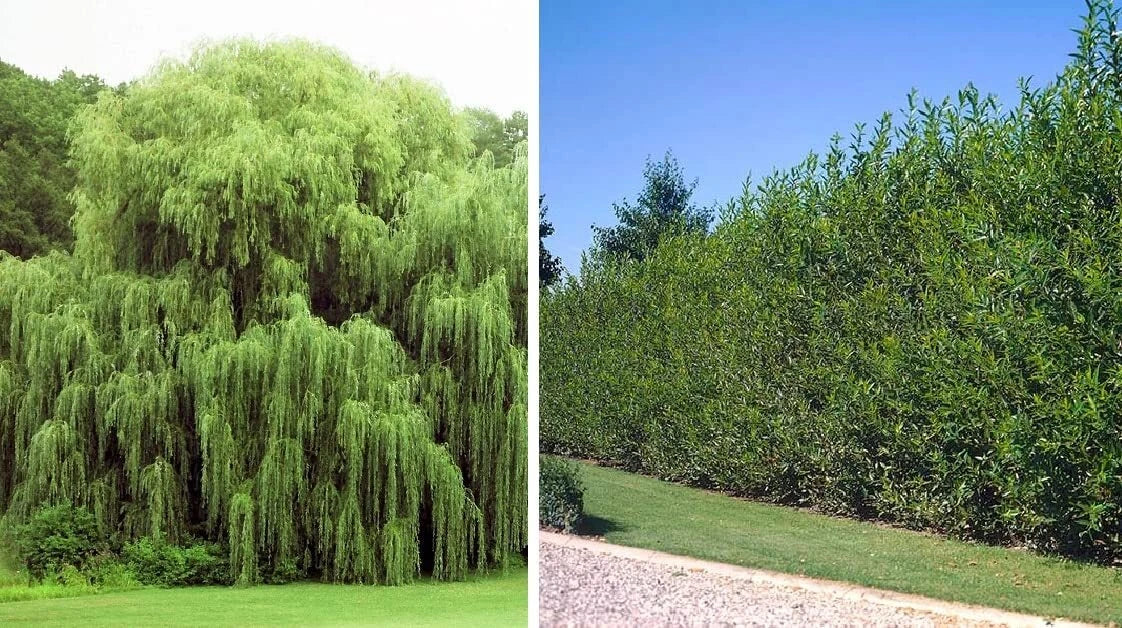 Weeping Willow Trees Combo - 4 Young Trees - Salix babylonica & Salix australis - Easy to Grow for Gardens