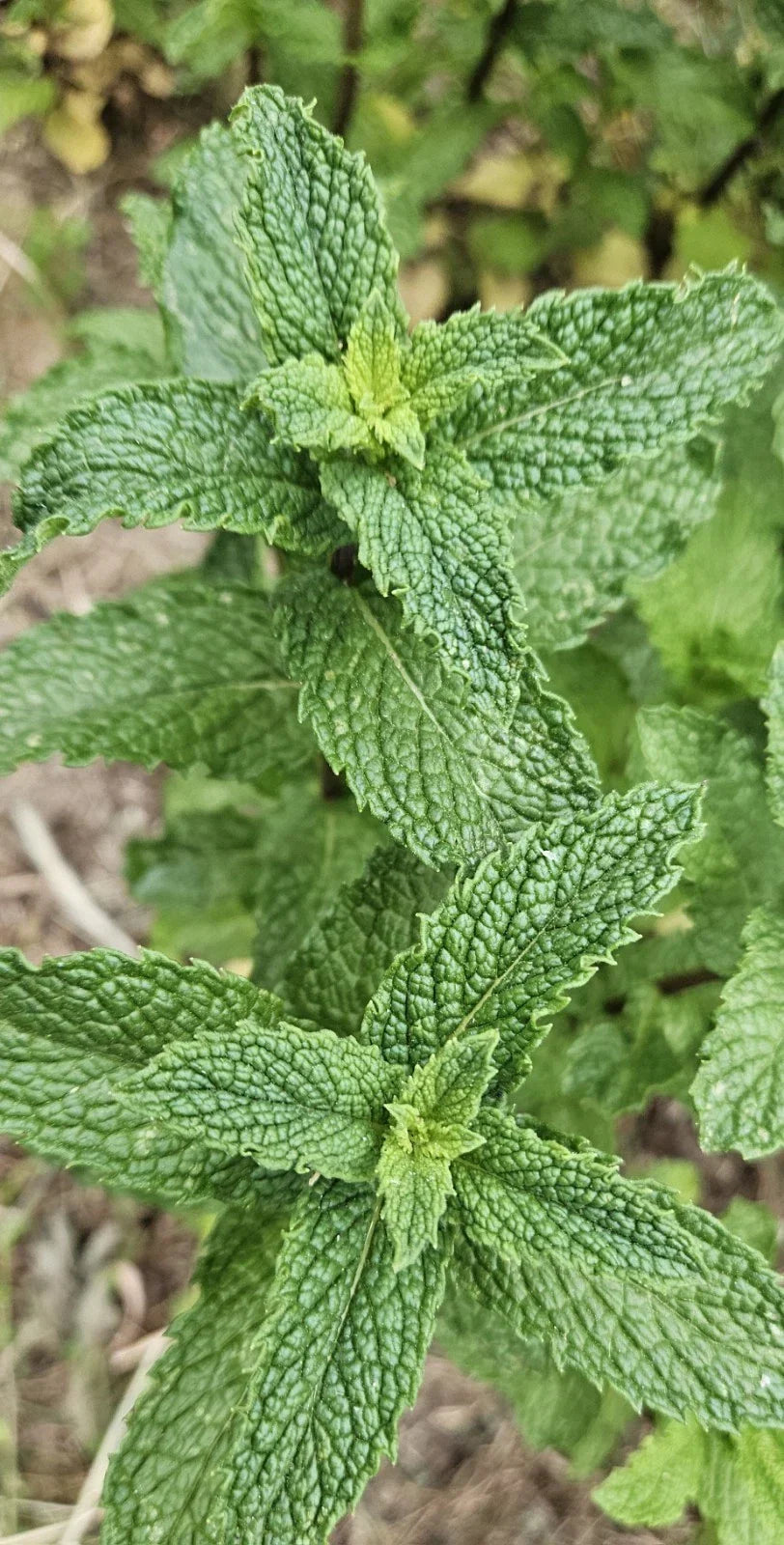 Live Starter Peppermint Plants - 6 Bareroots - Rau Thom Mint - Mentha × piperita - Aromatic Culinary Herb for Home Garden