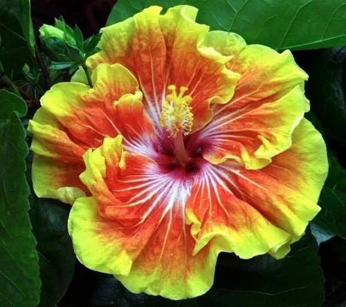 Small Rooted Tropical Hibiscus Plant - Tahitian Sunset Splendor - Hibiscus rosa-sinensis